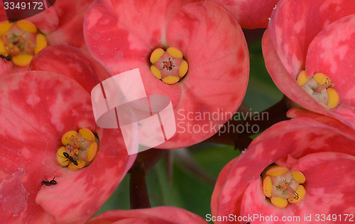 Image of Pink color flowers in the garden captured very closeup