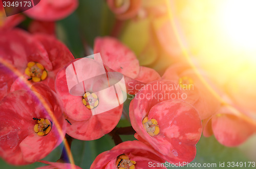 Image of Pink color flowers in the garden captured very closeup