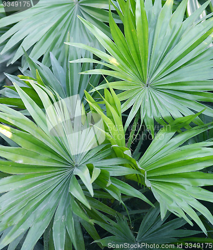 Image of Green palm leaf very closeup.