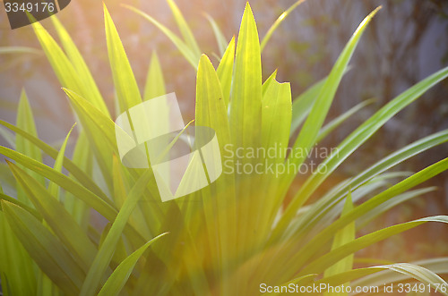 Image of Autumn green grass over the sky