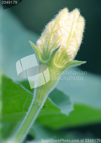 Image of Natural flower isolate blur background