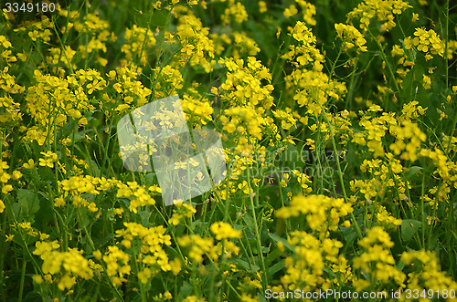 Image of Beautiful yellow flower in field