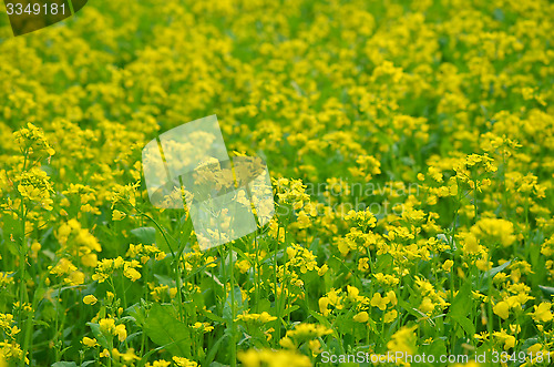 Image of Beautiful yellow flower in field