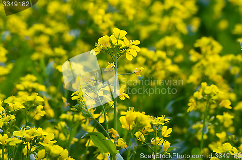 Image of Beautiful yellow flower in field