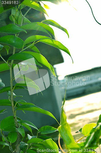 Image of Close-Up Of green color Tree