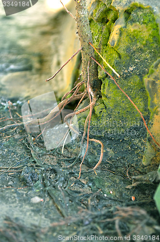 Image of Close-Up Of green color Tree