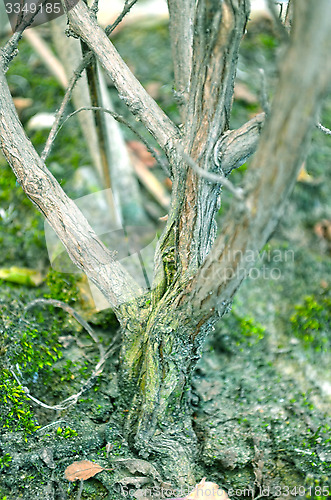 Image of Close-Up Of green color Tree