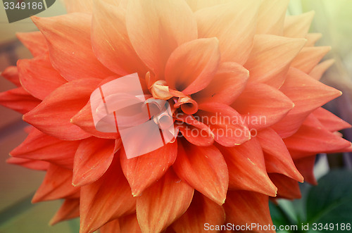 Image of Closeup of beautiful red-orange color flowers in the garden
