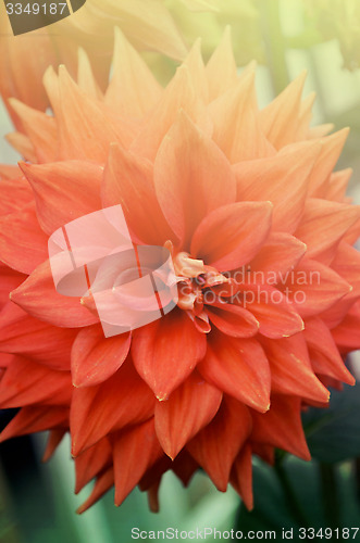 Image of Closeup of beautiful red-orange color flowers in the garden