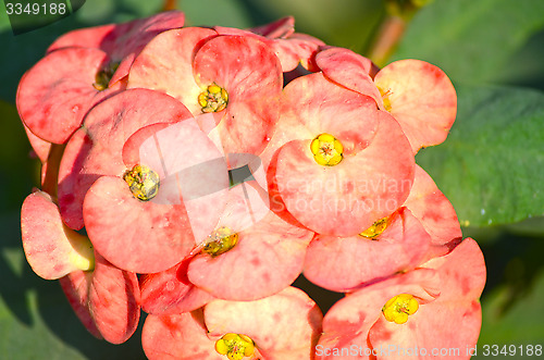 Image of A garden of yellow color flowers