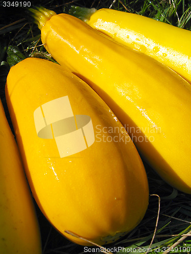 Image of yellow squashes