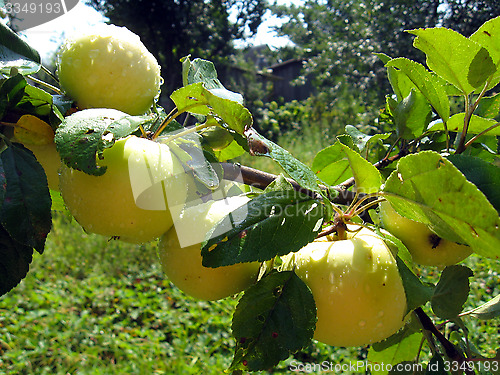 Image of branch with ripe apples