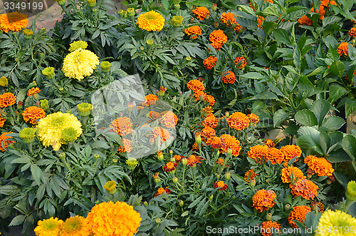 Image of A garden of yellow color flowers