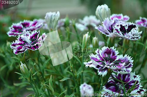 Image of Pink and white color flower in the garden