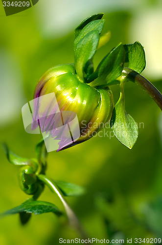 Image of Dahlia autumn flower petals closeup.