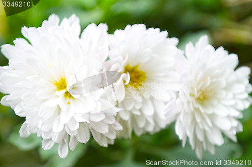 Image of A garden of white color flowers