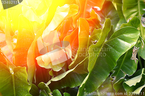 Image of Autumn leaves background in sunny day