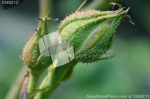 Image of Green quarrels of rose in the garden captured very closeup