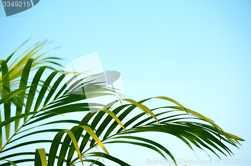 Image of Close-Up Of green color Tree with sky