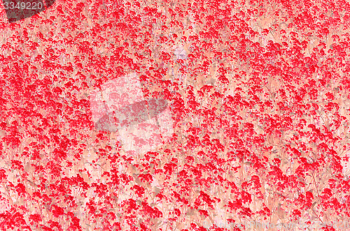 Image of Pink and white blossom flower on natural parchment background.