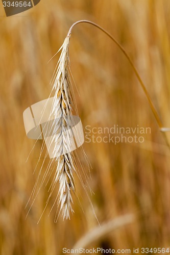 Image of ripened cereals 