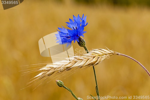 Image of mature wheat  