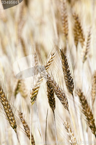 Image of ripened cereals  