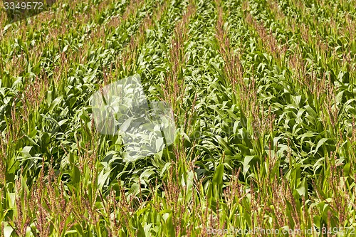 Image of corn field  