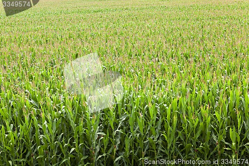 Image of corn field  