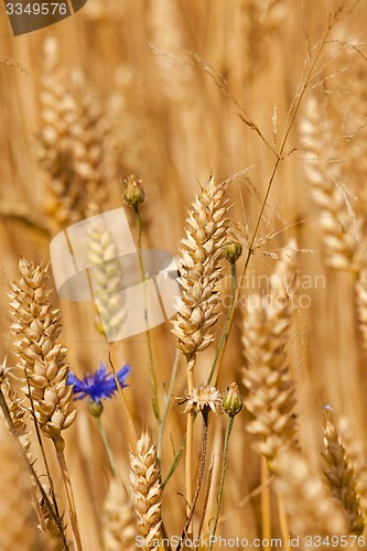 Image of mature rye  photographed by a close up