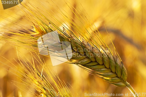 Image of mature cereals  