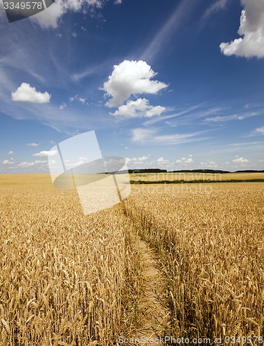 Image of footpath in the field  