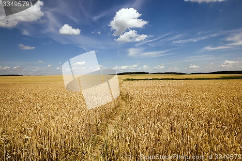 Image of footpath in the field  