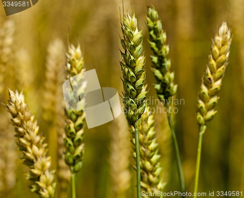 Image of cereals  