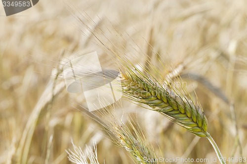 Image of ripened cereals  