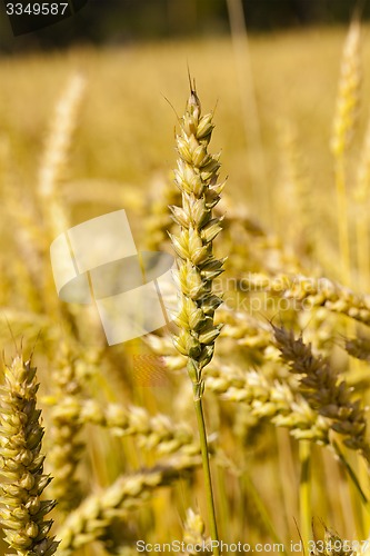 Image of ripened cereals  