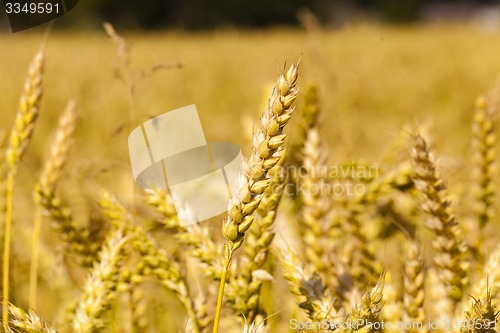 Image of ripened cereals 