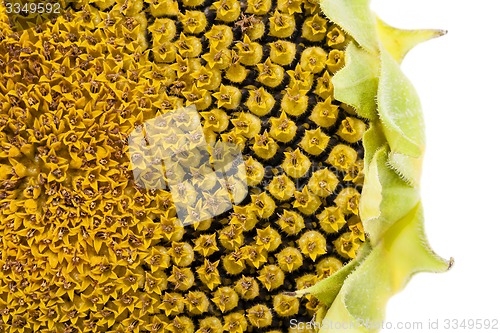 Image of sunflower  