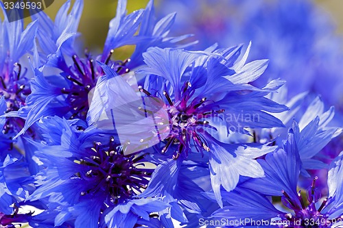 Image of cornflower  