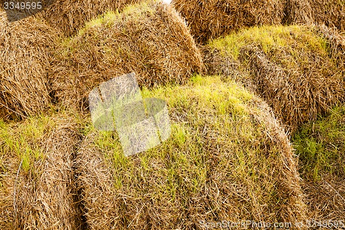 Image of the sprouted wheat  