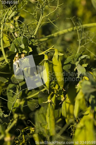 Image of peas sprouts  