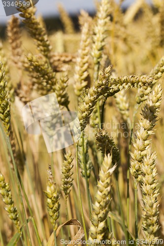 Image of ripened cereals  