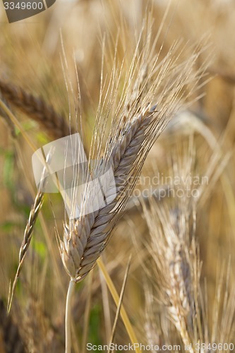 Image of ripened cereals 