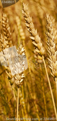 Image of cereals 