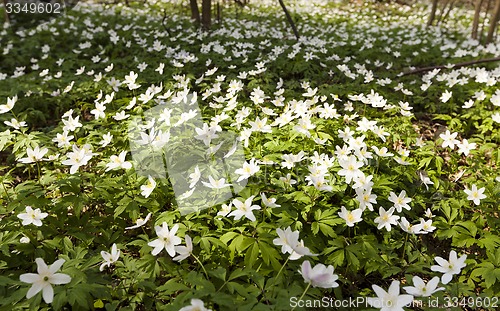 Image of spring flowers 