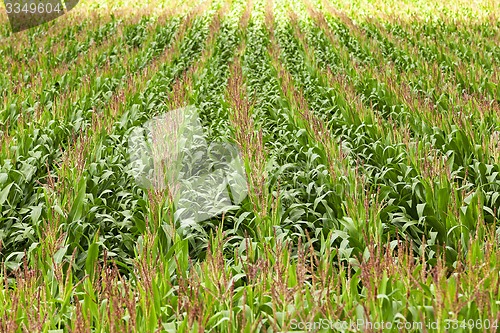 Image of corn field  