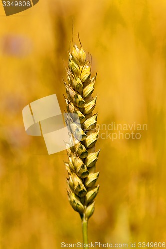 Image of ripened cereals  