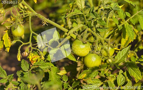 Image of green tomato  