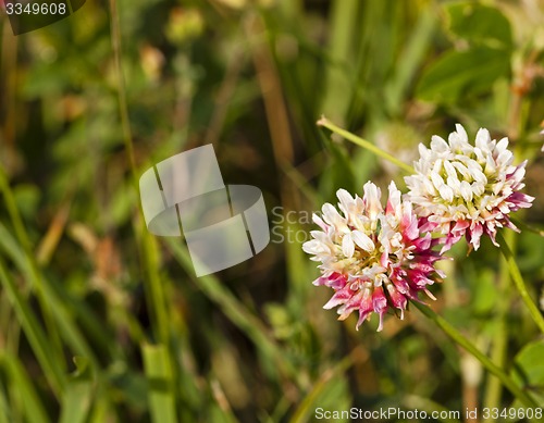 Image of clover flowers  
