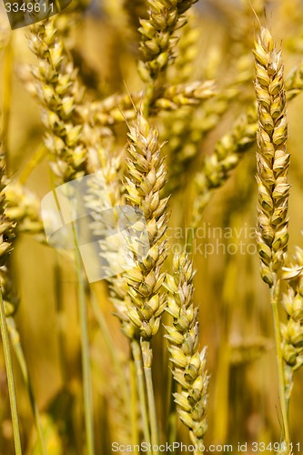 Image of ripened cereals 